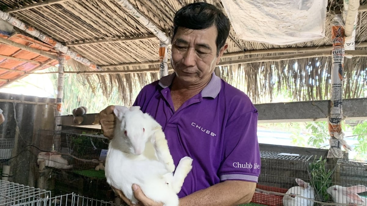 Ông Khanh đang dự định xây thêm chuồng để nhân rộng đàn thỏ. Ảnh: Hồ Thảo. Ông Khanh đang dự định xây thêm chuồng để nhân rộng đàn thỏ. Ảnh: Hồ Thảo.