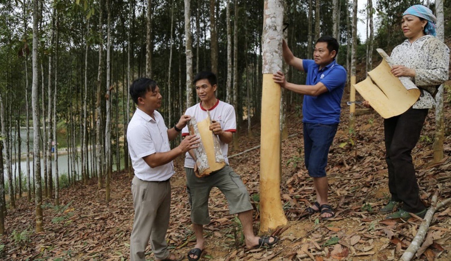 Quế là cây cho thu nhập cao tại Lào Cai. Ảnh: Viết Vinh.