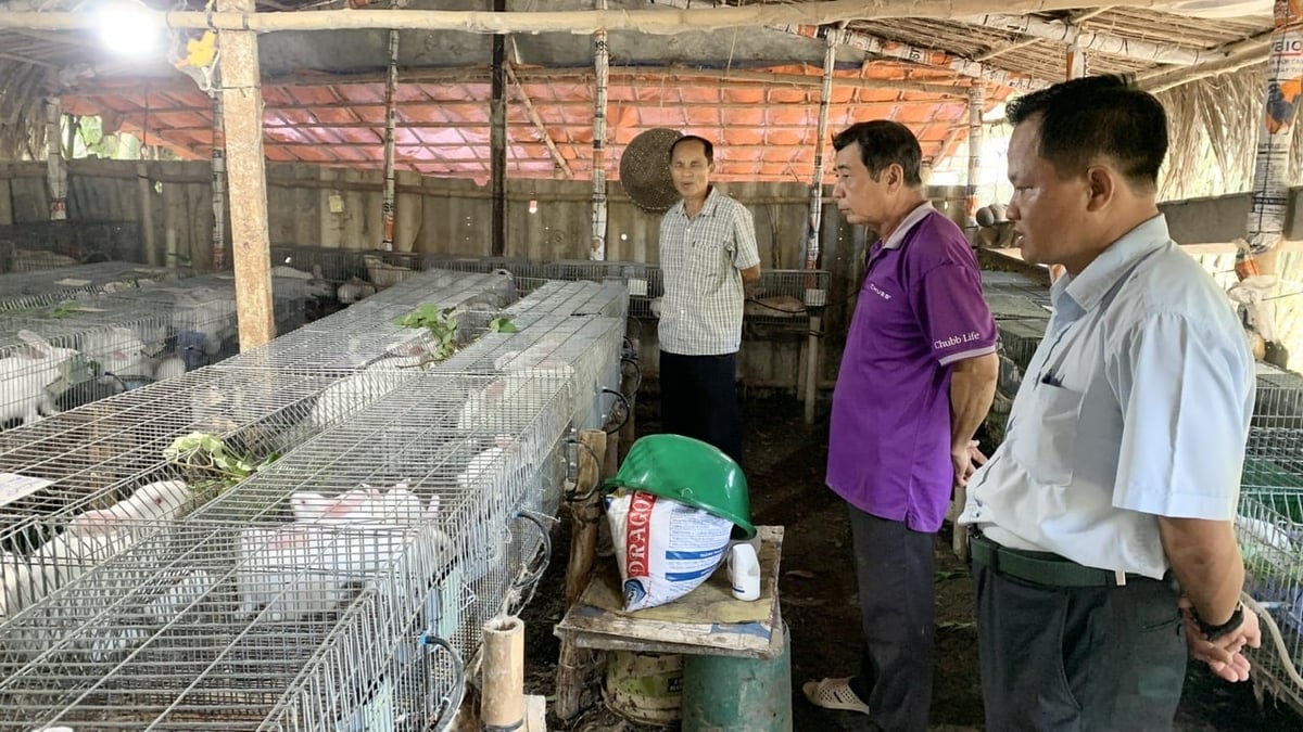 Lãnh đạo xã Trung Hưng tham quan mô hình nuôi thỏ thương phẩm. Ảnh: Hồ Thảo. Lãnh đạo xã Trung Hưng tham quan mô hình nuôi thỏ thương phẩm. Ảnh: Hồ Thảo.