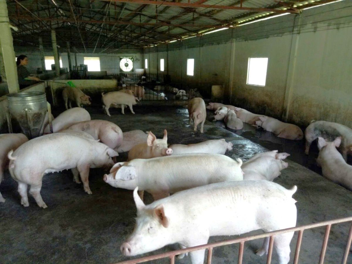 Hơn 10 năm nuôi cả mấy ngàn con lợn theo hướng an toàn sinh học, mổ ra không hề có 'lòng xe điếu'. Ảnh: Nhân vật cung cấp. Hơn 10 năm nuôi cả mấy ngàn con lợn theo hướng an toàn sinh học, mổ ra không hề có 'lòng xe điếu'. Ảnh: Nhân vật cung cấp.