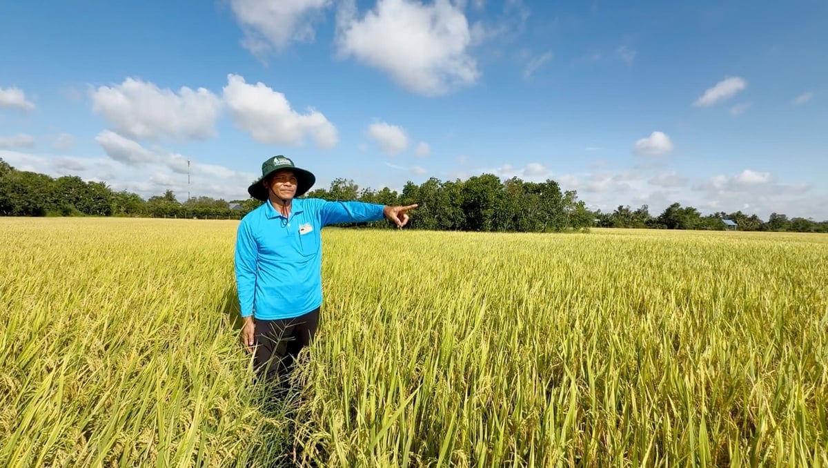 Ông Bùi Thanh Sơn chỉ ruộng lúa áp dụng quy trình Hợp Trí gần thu hoạch nhưng bộ lá đòng vẫn còn tươi, thân rạ cứng và hạt vàng sáng hơn ruộng xung quanh. Ảnh: Nguyễn Ngọc. Ông Bùi Thanh Sơn chỉ ruộng lúa áp dụng quy trình Hợp Trí gần thu hoạch nhưng bộ lá đòng vẫn còn tươi, thân rạ cứng và hạt vàng sáng hơn ruộng xung quanh. Ảnh: Nguyễn Ngọc.