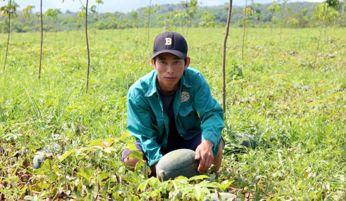Trồng dưa hấu khá thất thường, có vụ vừa được mùa, vừa được giá, có vụ vừa mất mùa, vừa rớt giá. Ảnh: Tâm Phùng. Trồng dưa hấu khá thất thường, có vụ vừa được mùa, vừa được giá, có vụ vừa mất mùa, vừa rớt giá. Ảnh: Tâm Phùng.
