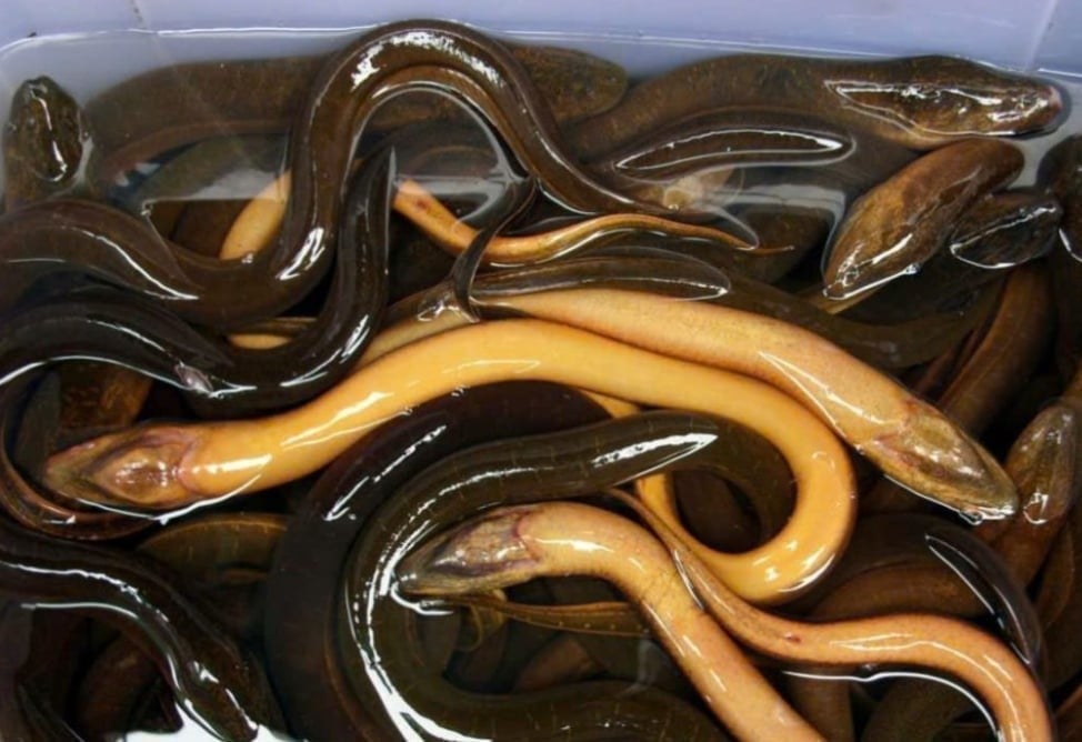 Vietnam's eel export turnover increased sharply.