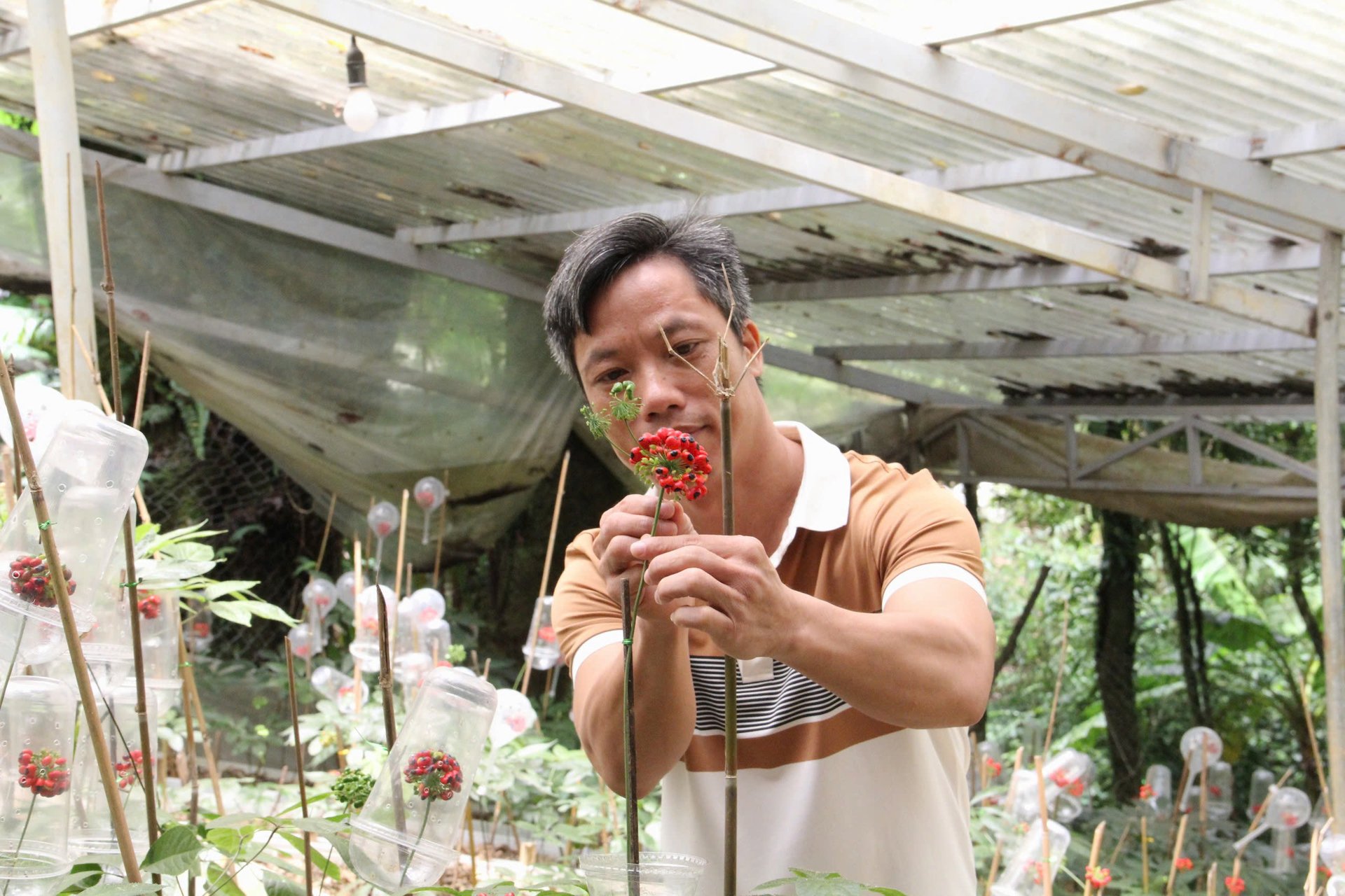 Quảng Nam có nhiều loại cây dược liệu quý hiếm, đặc biệt là cây sâm Ngọc Linh. Ảnh: L.K. Quảng Nam có nhiều loại cây dược liệu quý hiếm, đặc biệt là cây sâm Ngọc Linh. Ảnh: L.K.