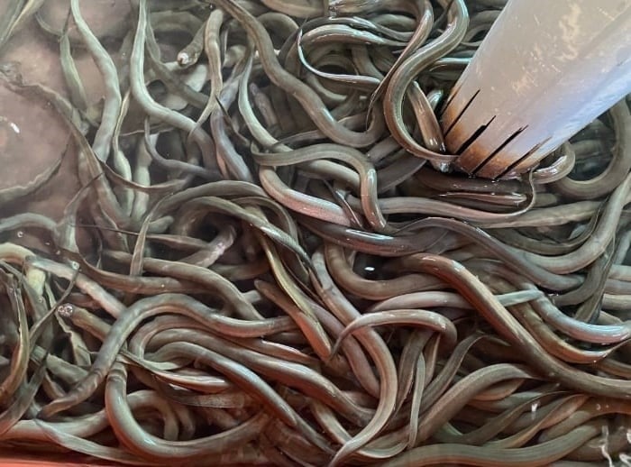Mud-free eel farming in composite tanks brings high profits for farmers.