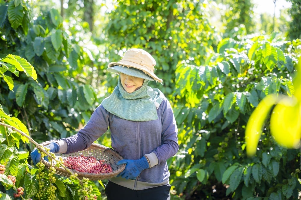 Cà phê Việt Nam không chỉ là một sản phẩm nông nghiệp quan trọng mà còn là niềm tự hào của đất nước trên bản đồ thế giới. Ảnh: Nghi Lộc. Cà phê Việt Nam không chỉ là một sản phẩm nông nghiệp quan trọng mà còn là niềm tự hào của đất nước trên bản đồ thế giới. Ảnh: Nghi Lộc.