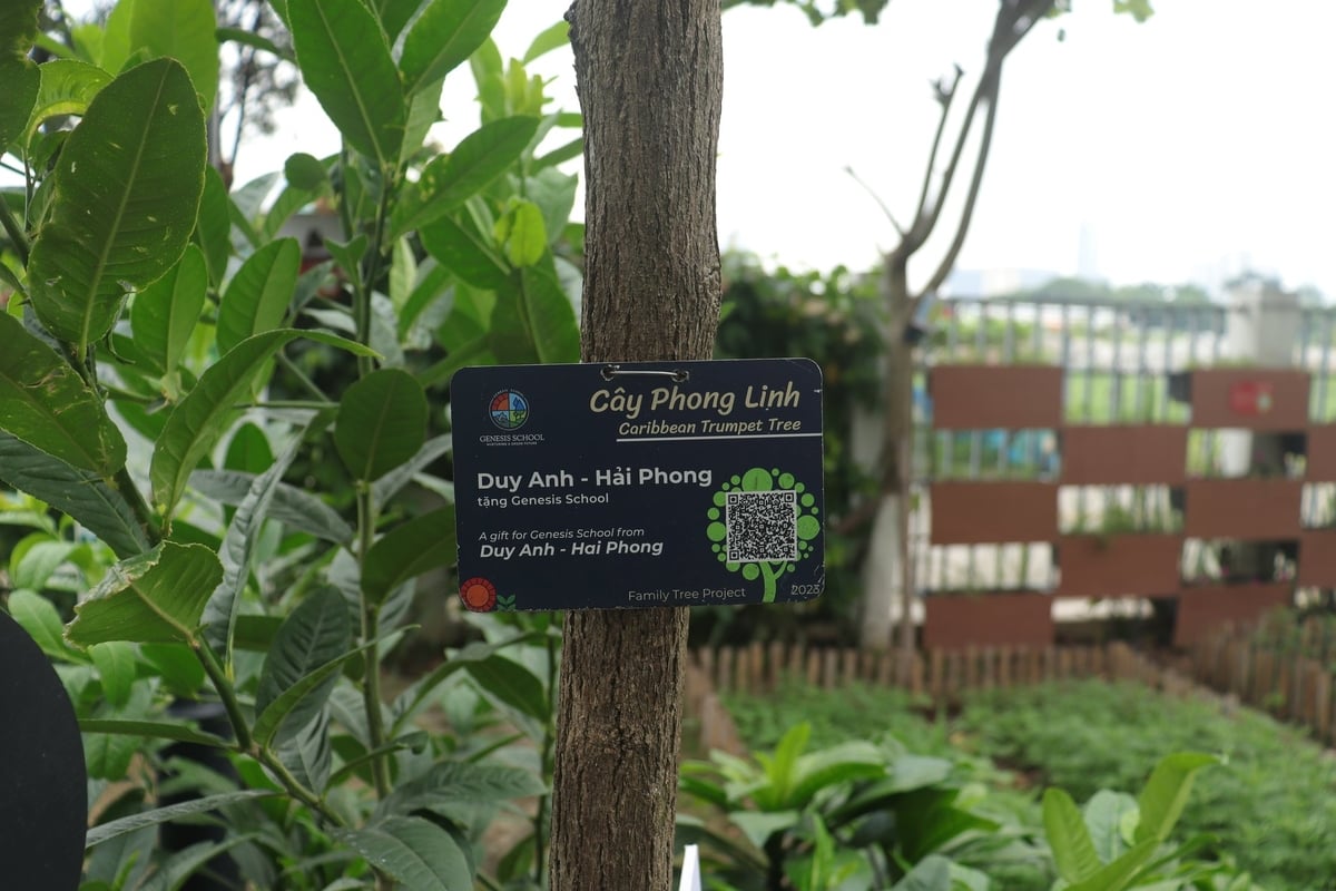 Cây Phong Linh trong Vườn. Ảnh: Việt Khang. Cây Phong Linh trong Vườn. Ảnh: Việt Khang.