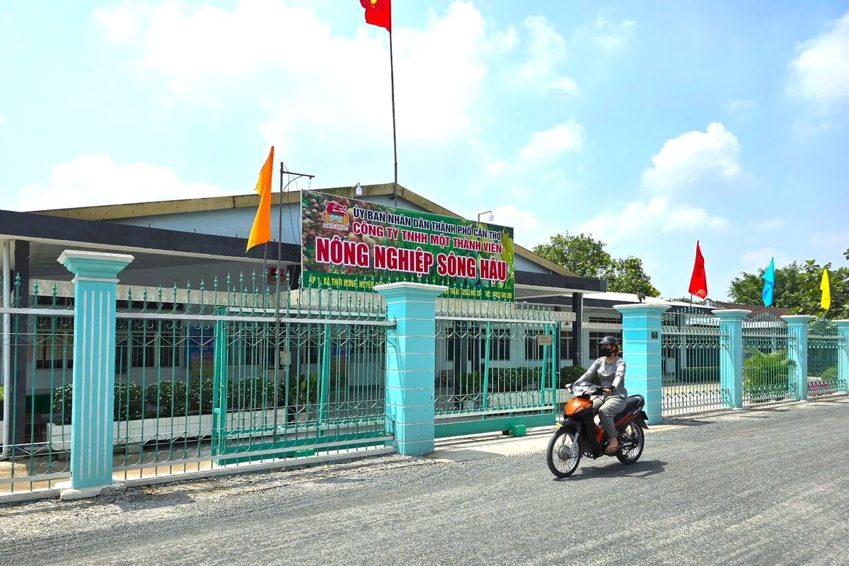Nông trường Sông Hậu được UBND TP Cần Thơ cấp quyết định chuyển đổi sang Công ty TNHH MTV Nông nghiệp Sông Hậu từ cuối tháng 3/2025. Ảnh: KA. Nông trường Sông Hậu được UBND TP Cần Thơ cấp quyết định chuyển đổi sang Công ty TNHH MTV Nông nghiệp Sông Hậu từ cuối tháng 3/2025. Ảnh: KA.