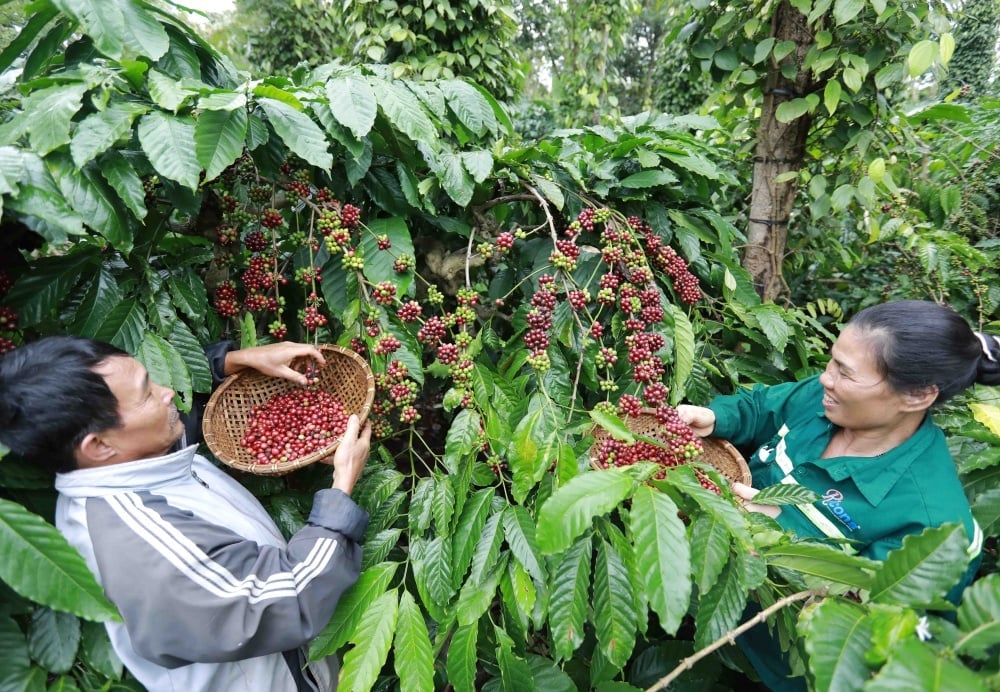 Chế biến sâu được xem là giải pháp then chốt giúp nâng cao giá trị gia tăng cho ngành cà phê trong nước. Ảnh: Nghi Lộc. Chế biến sâu được xem là giải pháp then chốt giúp nâng cao giá trị gia tăng cho ngành cà phê trong nước. Ảnh: Nghi Lộc.