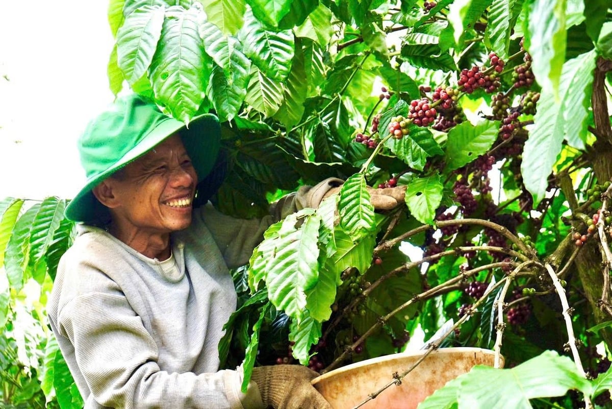 Cà phê là loại cây trồng chủ lực của người dân huyên EaH'leo. Ảnh: Trần Thọ. Cà phê là loại cây trồng chủ lực của người dân huyên EaH'leo. Ảnh: Trần Thọ.