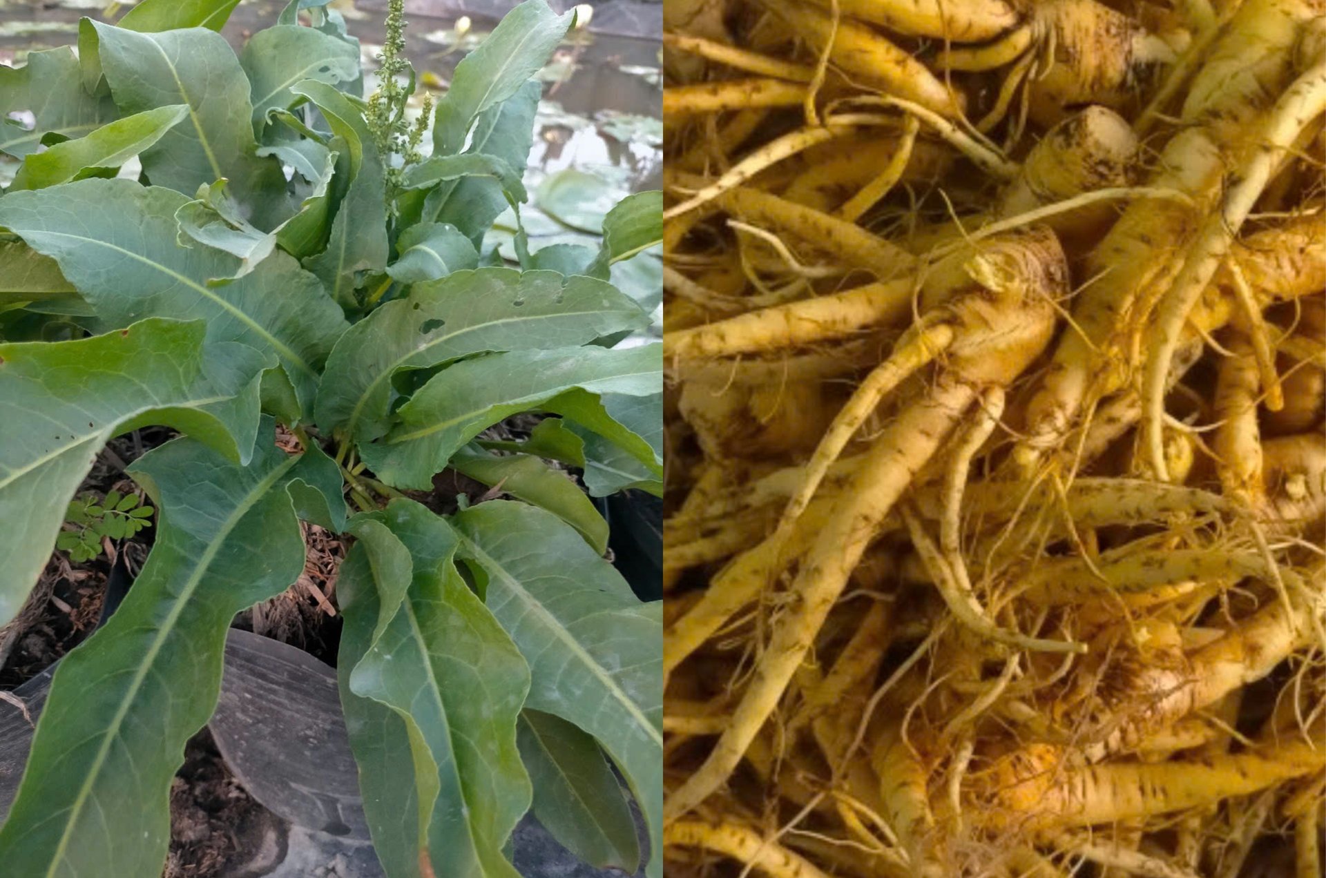 Giống sâm Nữ hoàng do kỹ sư Võ Thị Ngọc nghiên cứu nhiều năm. Ảnh: Kiều Nhi. Giống sâm Nữ hoàng do kỹ sư Võ Thị Ngọc nghiên cứu nhiều năm. Ảnh: Kiều Nhi.