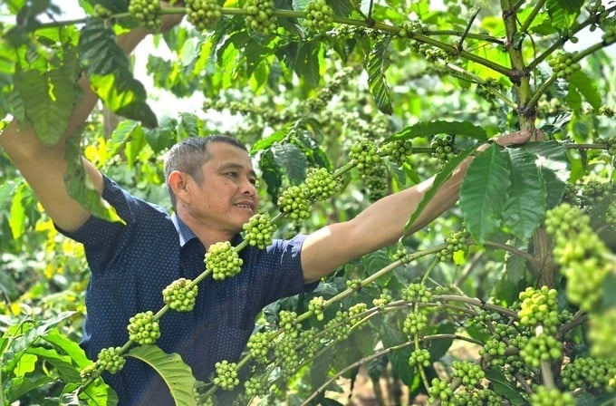 Việt Nam đã nghiên cứu, chọn tạo nhiều giống cà phê mới phù hợp với đặc điểm thổ nhưỡng, khí hậu của Việt Nam. Ảnh: Tuấn Anh. Việt Nam đã nghiên cứu, chọn tạo nhiều giống cà phê mới phù hợp với đặc điểm thổ nhưỡng, khí hậu của Việt Nam. Ảnh: Tuấn Anh.