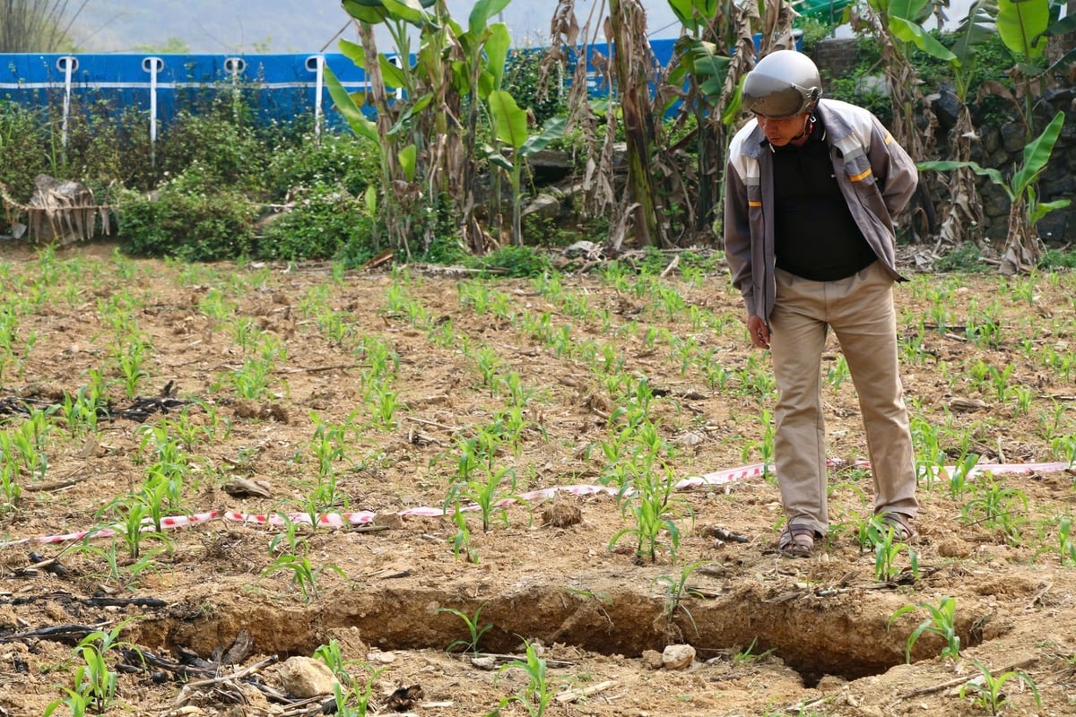 Ruộng nứt nẻ, sụt lún khiến người dân lo lắng. Ảnh: Ngọc Tú. Ruộng nứt nẻ, sụt lún khiến người dân lo lắng. Ảnh: Ngọc Tú.