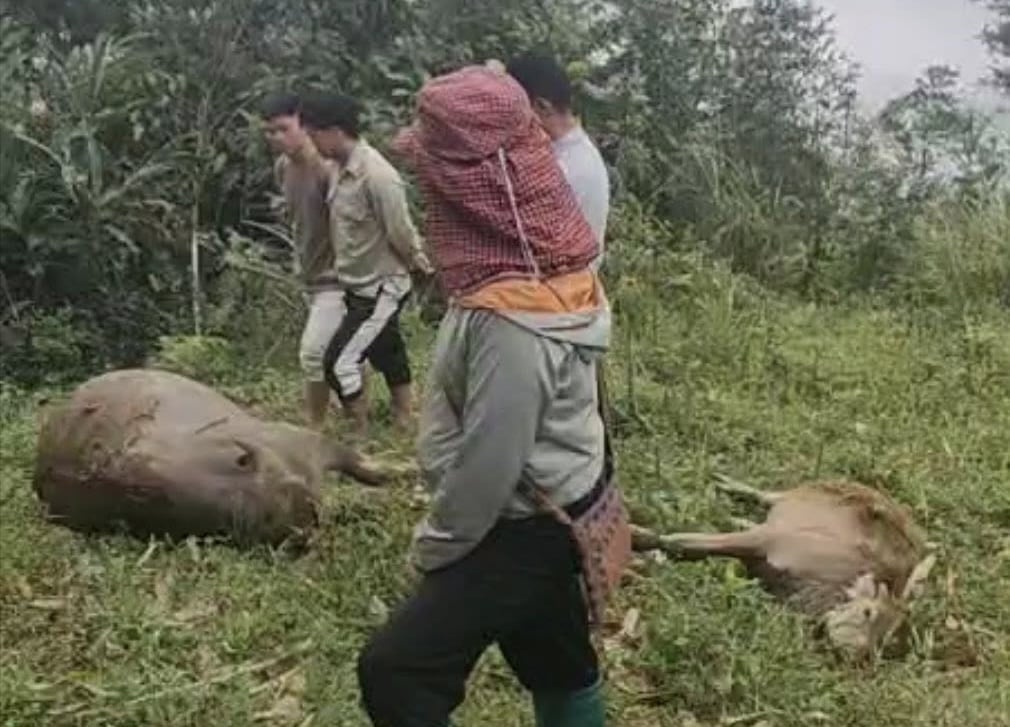 Trâu to và trâu bé của gia đình ông Chảo Chỉn Chiêu bị sét đánh chết. Ảnh: H.K. Trâu to và trâu bé của gia đình ông Chảo Chỉn Chiêu bị sét đánh chết. Ảnh: H.K.