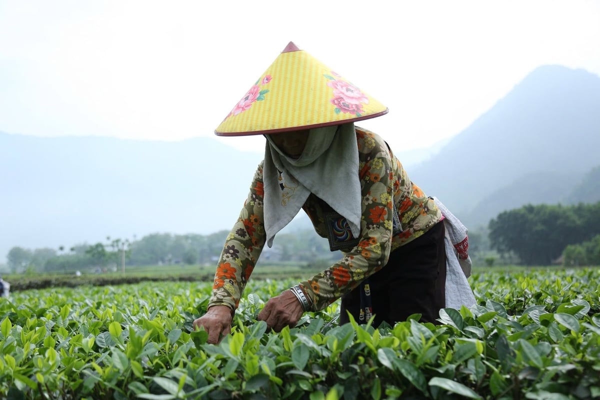 Thanh Tiến. Thanh Tiến.
