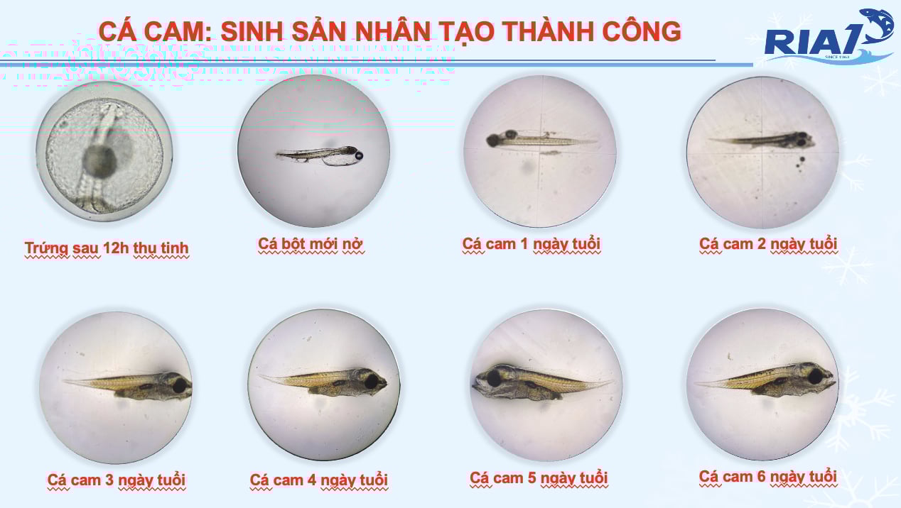 Hiện tại Việt Nam đã cho đẻ nhân tạo thành công cá cam. Ảnh: Viện I. Hiện tại Việt Nam đã cho đẻ nhân tạo thành công cá cam. Ảnh: Viện I.
