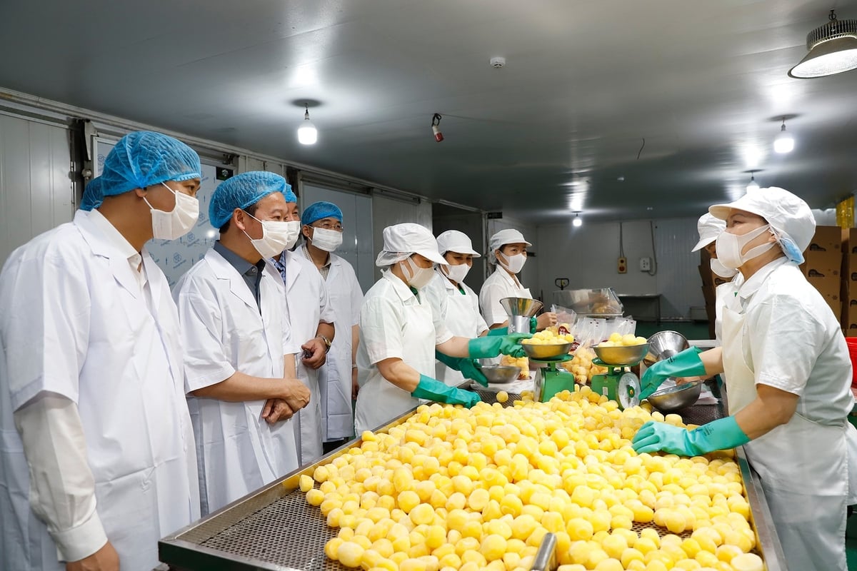 Bộ trưởng Đỗ Đức Duy kiểm tra một cơ sở chế biến xuất khẩu hoa quả trên địa bàn tỉnh. Ảnh: Khương Trung. Bộ trưởng Đỗ Đức Duy kiểm tra một cơ sở chế biến xuất khẩu hoa quả trên địa bàn tỉnh. Ảnh: Khương Trung.