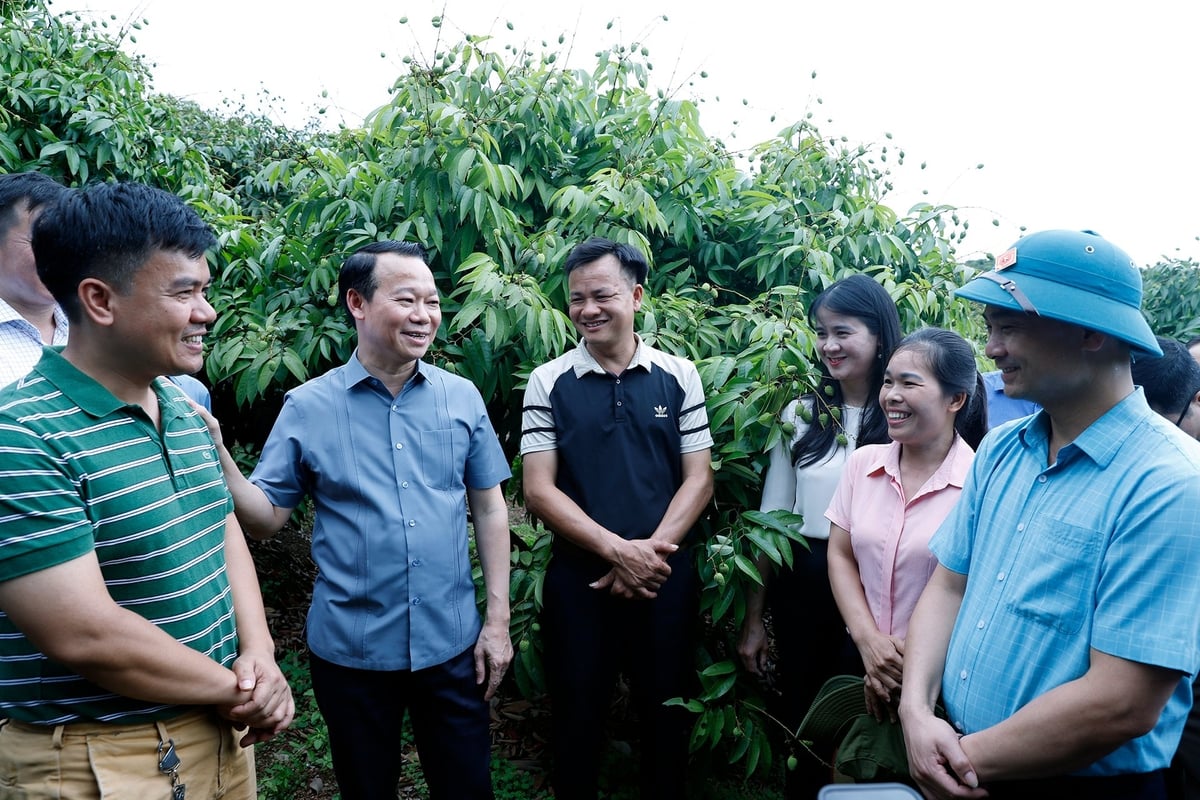 Bộ trưởng Đỗ Đức Duy trao đổi với chủ vườn vải, cán bộ khuyến nông, doanh nghiệp thu mua, lãnh đạo UBND huyện chiều 11/5. Ảnh: Khương Trung. Bộ trưởng Đỗ Đức Duy trao đổi với chủ vườn vải, cán bộ khuyến nông, doanh nghiệp thu mua, lãnh đạo UBND huyện chiều 11/5. Ảnh: Khương Trung.