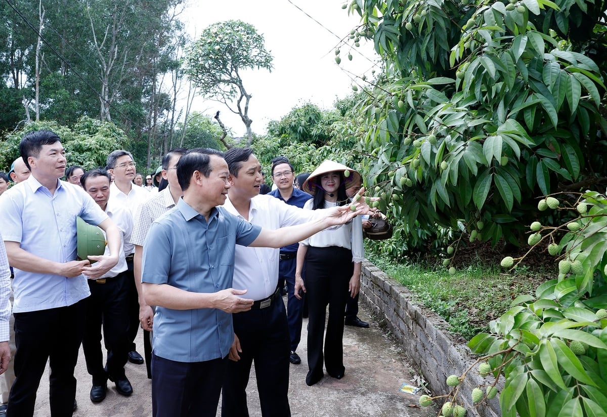 Bộ trưởng Đỗ Đức Duy và Chủ tịch UBND tỉnh Nguyễn Việt Oanh kiểm tra vườn vải tại xã Phúc Hòa, Tân Yên. Ảnh Khương Trung. Bộ trưởng Đỗ Đức Duy và Chủ tịch UBND tỉnh Nguyễn Việt Oanh kiểm tra vườn vải tại xã Phúc Hòa, Tân Yên. Ảnh Khương Trung.
