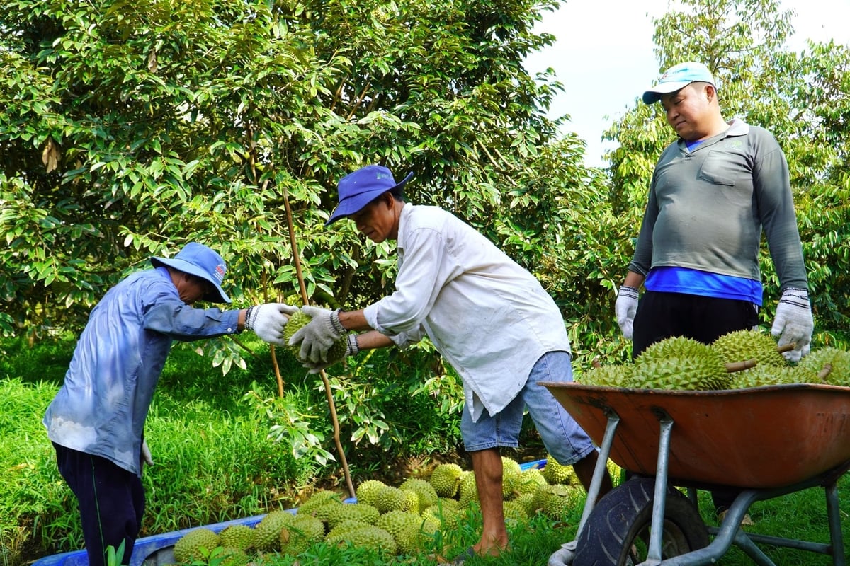 Các vườn trồng sầu riêng ở huyện Phong Điền (TP Cần Thơ) đang bước vào giai đoạn thu hoạch rộ. Ảnh: Kim Anh. Các vườn trồng sầu riêng ở huyện Phong Điền (TP Cần Thơ) đang bước vào giai đoạn thu hoạch rộ. Ảnh: Kim Anh.