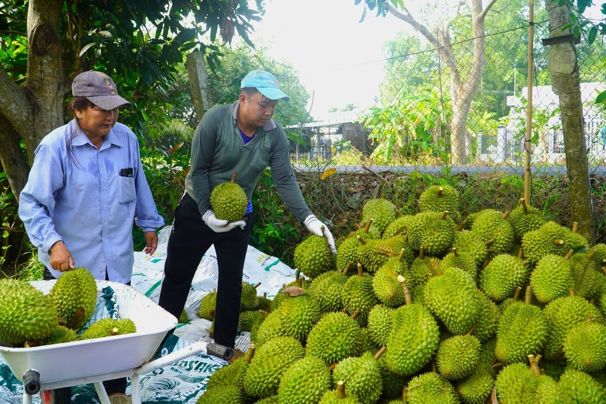 Dù giá sầu riêng giảm sâu, nhiều nhà vườn khẳng định vẫn có lợi nhuận tốt. Ảnh: Kim Anh. Dù giá sầu riêng giảm sâu, nhiều nhà vườn khẳng định vẫn có lợi nhuận tốt. Ảnh: Kim Anh.