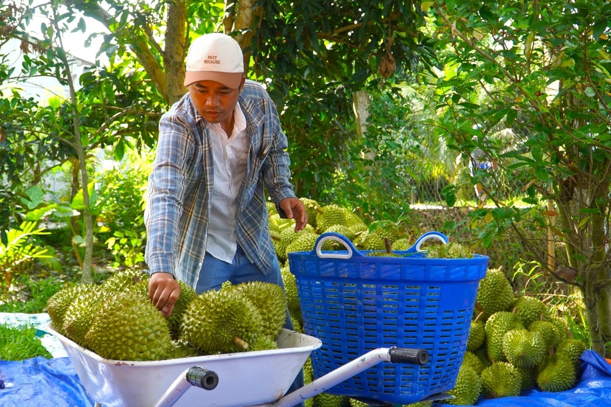 Thương lái cho biết thời gian tới, giá sầu riêng có thể tiếp tục giảm do nguồn cung tăng cao khi vào thu hoạch rộ. Ảnh: Kim Anh. Thương lái cho biết thời gian tới, giá sầu riêng có thể tiếp tục giảm do nguồn cung tăng cao khi vào thu hoạch rộ. Ảnh: Kim Anh.