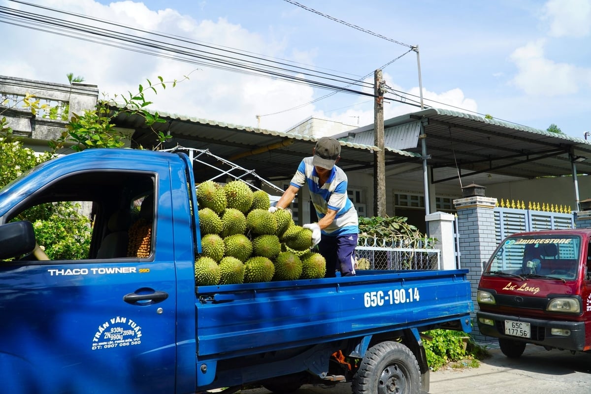Theo Sở Nông nghiệp và Môi trường TP Cần Thơ, hiện khoảng 80% sản lượng sầu riêng trên địa bàn được cung ứng cho các doanh nghiệp ngoài tỉnh. Ảnh: Kim Anh. Theo Sở Nông nghiệp và Môi trường TP Cần Thơ, hiện khoảng 80% sản lượng sầu riêng trên địa bàn được cung ứng cho các doanh nghiệp ngoài tỉnh. Ảnh: Kim Anh.