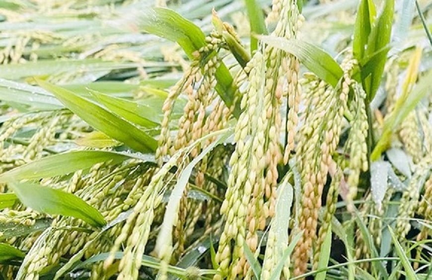 Thiên tai xảy ra giai đoạn lúa gần chín gây thiệt hại khá lớn cho nông dân. Ảnh: Thanh Nga. Thiên tai xảy ra giai đoạn lúa gần chín gây thiệt hại khá lớn cho nông dân. Ảnh: Thanh Nga.