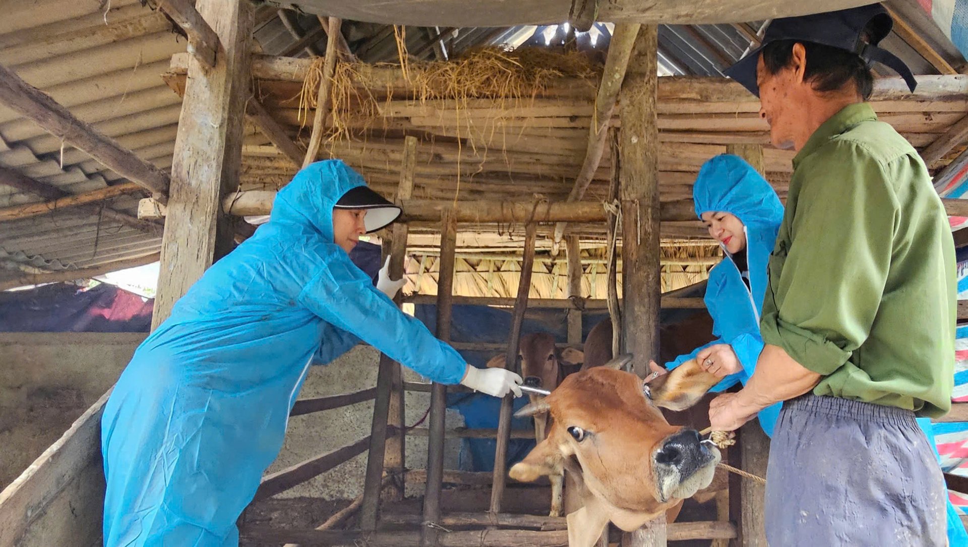 Triển khai tiêm vaccine cho đàn gia súc tại huyện Tuyên Hóa. Ảnh: T. Phùng. Triển khai tiêm vaccine cho đàn gia súc tại huyện Tuyên Hóa. Ảnh: T. Phùng.