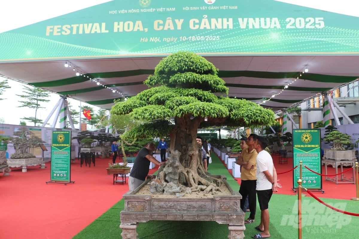 Không gian Festival Hoa - Cây cảnh VNUA 2025. Ảnh: Hưng Giang. Không gian Festival Hoa - Cây cảnh VNUA 2025. Ảnh: Hưng Giang.
