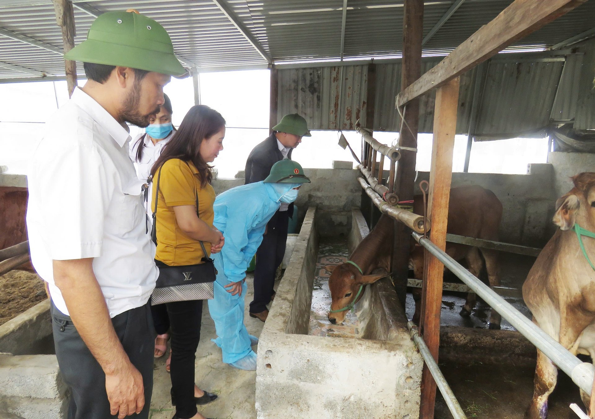 Bệnh viêm da nổi cục trên đàn trâu, bò được phát hiện trên địa bàn huyện Quảng Trạch. Ảnh: T. Phùng. Bệnh viêm da nổi cục trên đàn trâu, bò được phát hiện trên địa bàn huyện Quảng Trạch. Ảnh: T. Phùng.