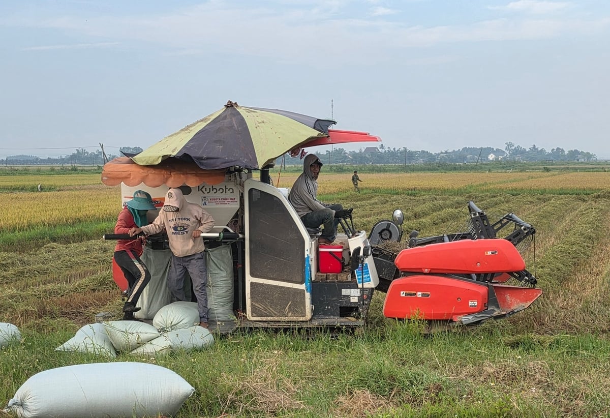 Nông dân Quảng Trị đang tập trung thu hoạch lúa đông xuân. Ảnh: Võ Dũng. Nông dân Quảng Trị đang tập trung thu hoạch lúa đông xuân. Ảnh: Võ Dũng.