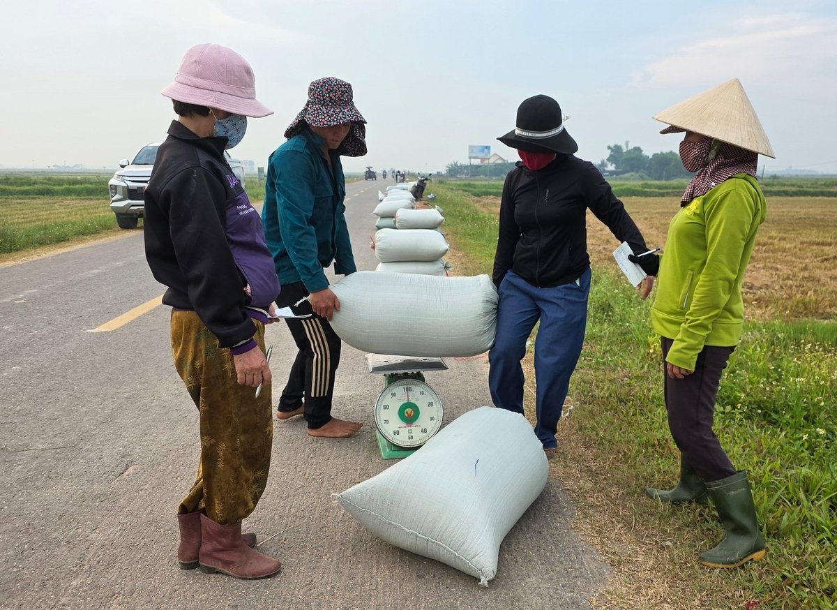 Năng suất giảm, giá bán thấp khiến nông dân kém vui. Ảnh: Võ Dũng. Năng suất giảm, giá bán thấp khiến nông dân kém vui. Ảnh: Võ Dũng.