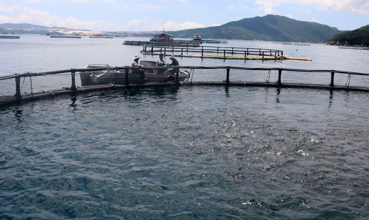 Những năm gần đây khu vực Nam Trung bộ phát triển nuôi biển quy mô công nghiệp bằng lồng HDPE. Ảnh: KS. Những năm gần đây khu vực Nam Trung bộ phát triển nuôi biển quy mô công nghiệp bằng lồng HDPE. Ảnh: KS.