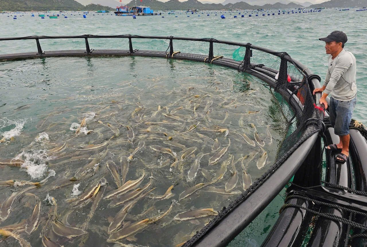 Mô hình nuôi cá bớp bằng lồng HDPE ở vùng biển hở ở tỉnh Khánh Hòa mang lại hiệu quả vượt trội. Ảnh: KS. Mô hình nuôi cá bớp bằng lồng HDPE ở vùng biển hở ở tỉnh Khánh Hòa mang lại hiệu quả vượt trội. Ảnh: KS.