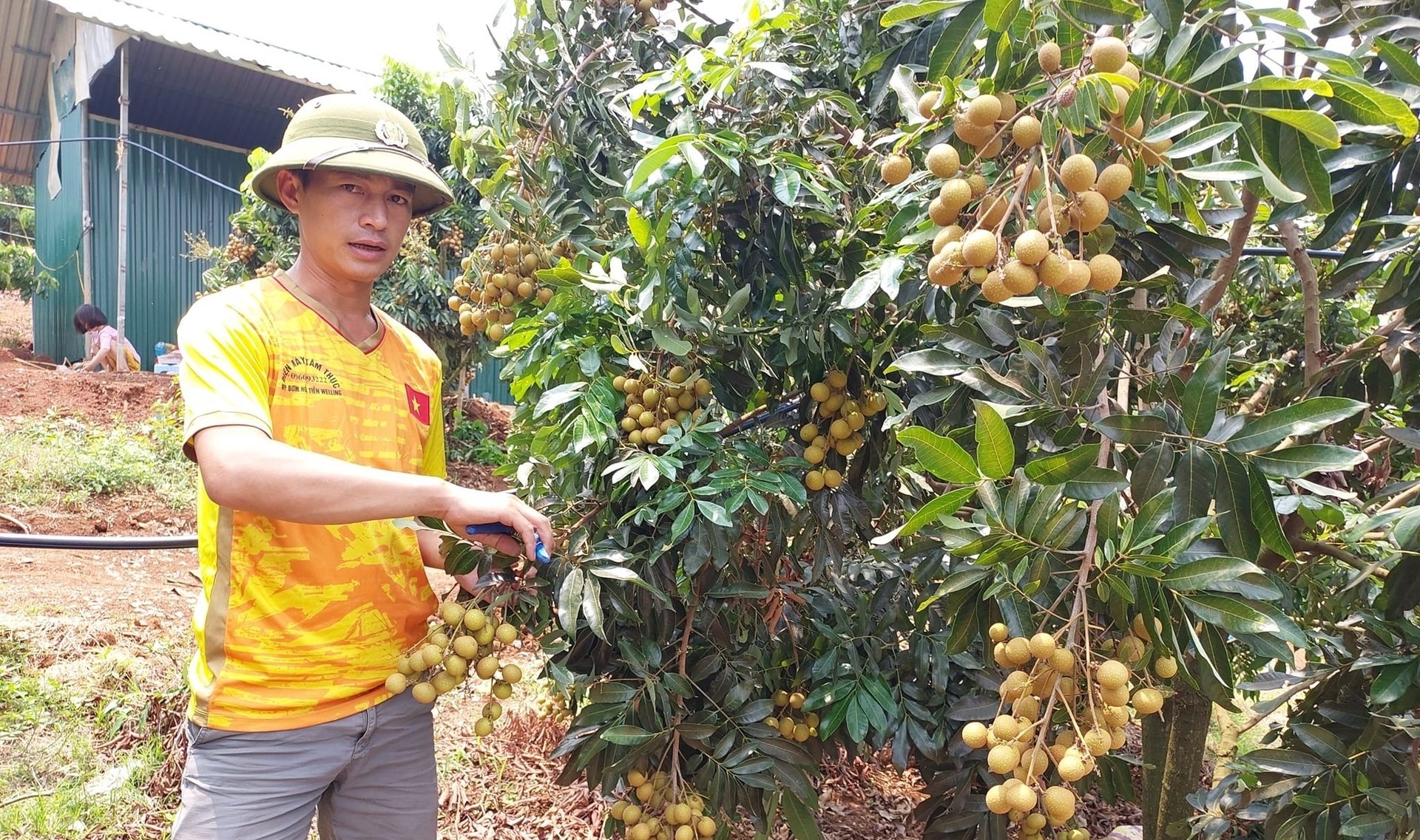 Ông Lường Văn Mười thu hoạch nhãn chín sớm. Ảnh: Hải Tiến. Ông Lường Văn Mười thu hoạch nhãn chín sớm. Ảnh: Hải Tiến.