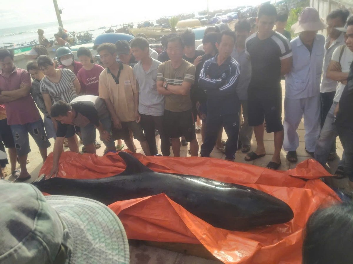 Cá voi có chiều dài khoảng 3m, nặng khoảng 400kg. Ảnh: Võ Hà. Cá voi có chiều dài khoảng 3m, nặng khoảng 400kg. Ảnh: Võ Hà.