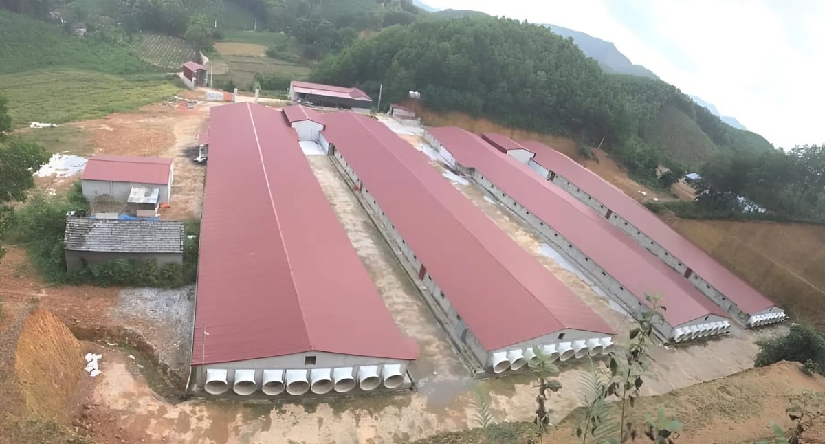 Trang trại quy mô 36.000 con cho mỗi lứa. Ảnh: Quang Linh. Trang trại quy mô 36.000 con cho mỗi lứa. Ảnh: Quang Linh.