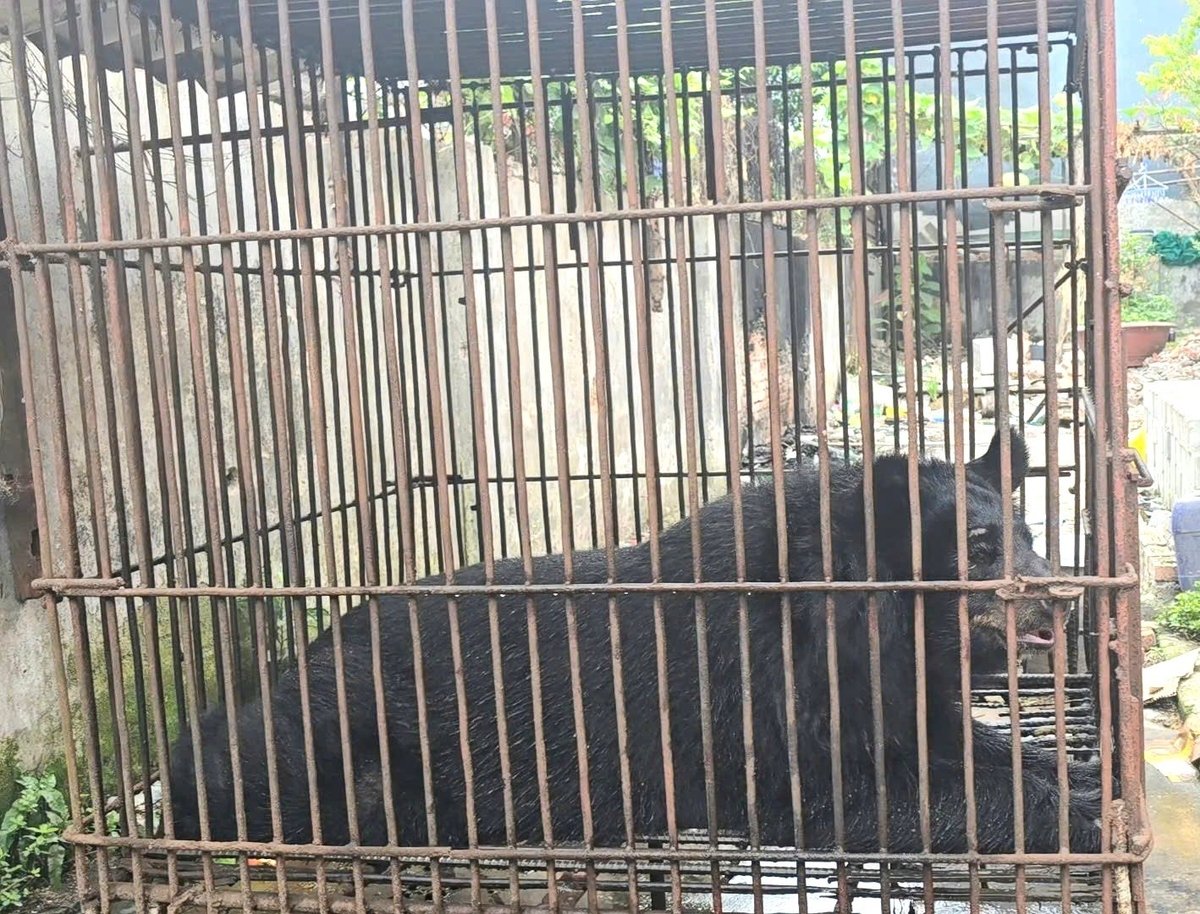 Cá thể gấu được đặt tên là Hải Phòng như lời tri ân của Tổ chức Động vật Châu Á với thành phố Cảng vì đã chung tay bảo vệ động vật hoang dã. Ảnh: Đinh Mười. Cá thể gấu được đặt tên là Hải Phòng như lời tri ân của Tổ chức Động vật Châu Á với thành phố Cảng vì đã chung tay bảo vệ động vật hoang dã. Ảnh: Đinh Mười.