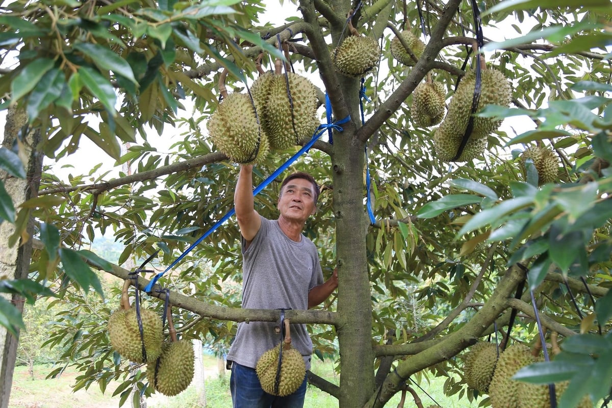 Đắk Lắk với điều kiện khí hậu thuận lợi đang trở thành một trong những vùng trồng sầu riêng trọng điểm của cả nước. Ảnh: Phạm Hoài. Đắk Lắk với điều kiện khí hậu thuận lợi đang trở thành một trong những vùng trồng sầu riêng trọng điểm của cả nước. Ảnh: Phạm Hoài.