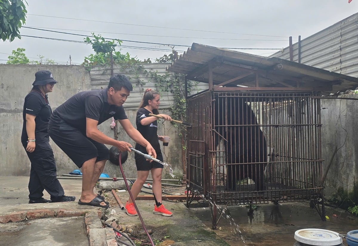 Các chuyên gia cứu hộ thực hiện các biện pháp nghiệp vụ để gây mê cá thể gấu. Ảnh: Đinh Mười. Các chuyên gia cứu hộ thực hiện các biện pháp nghiệp vụ để gây mê cá thể gấu. Ảnh: Đinh Mười.