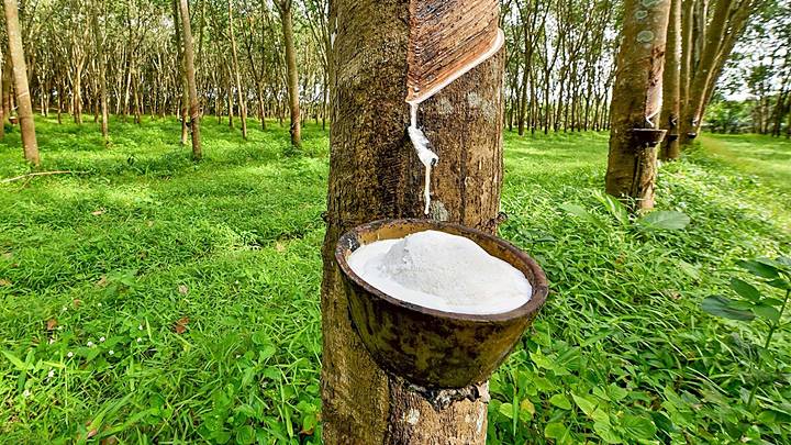 Rubber prices on May 12, 2025, in the domestic and global markets