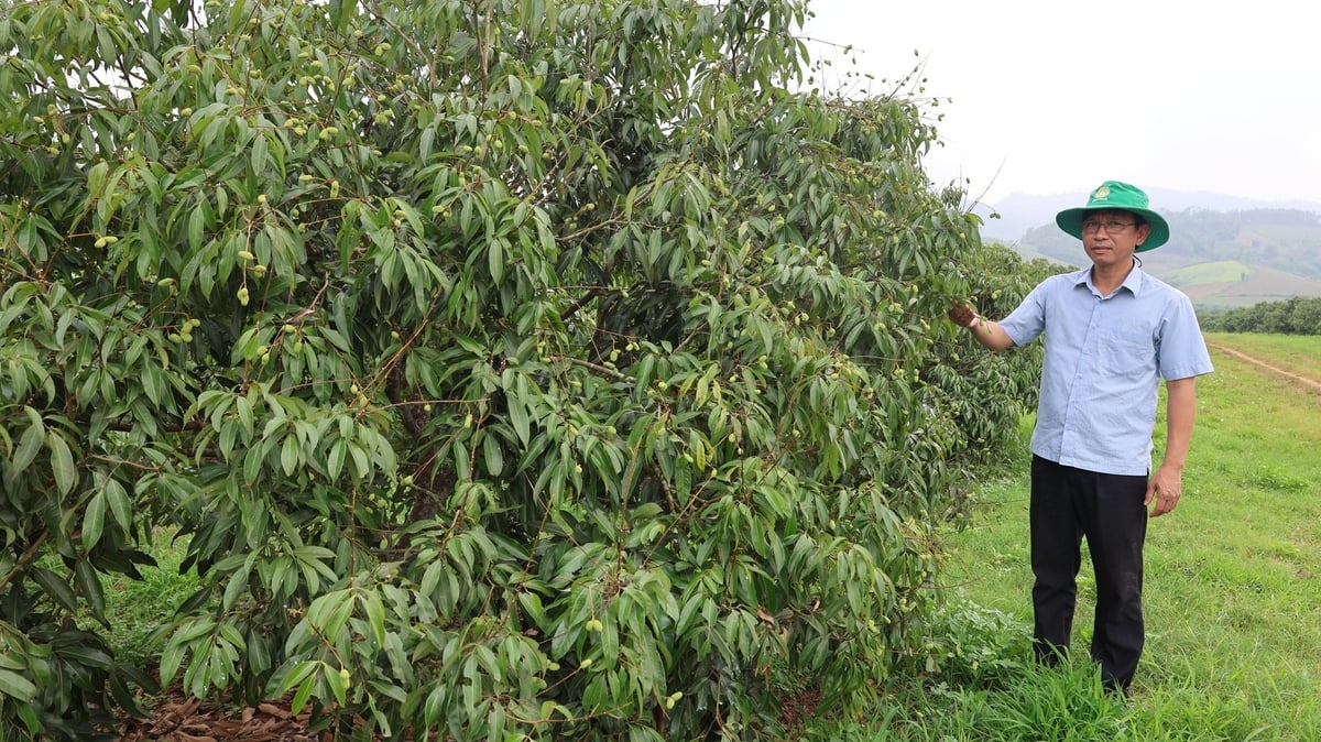 Anh Bùi Đức Thủy bên giống vải không hạt đã 'bén rễ' ở vùng đất Ngọc Lặc được 6 năm. Ảnh: Thanh Tâm. Anh Bùi Đức Thủy bên giống vải không hạt đã 'bén rễ' ở vùng đất Ngọc Lặc được 6 năm. Ảnh: Thanh Tâm.