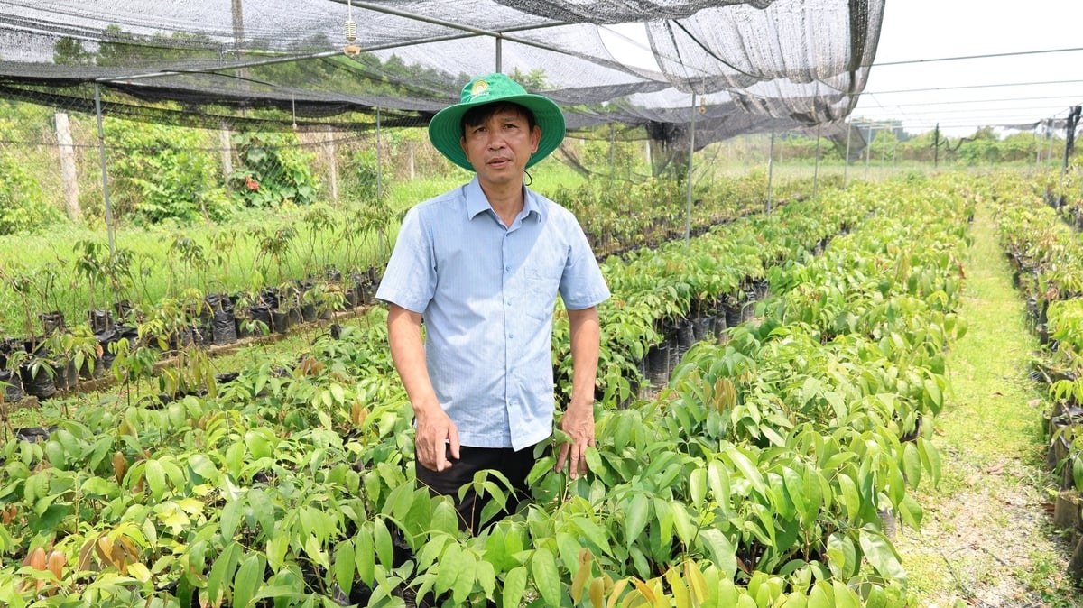 Công ty Hồ Gươm Sông Âm đang ươm giống để chuẩn bị mở rộng diện tích trồng vải không hạt. Ảnh: Thanh Tâm. Công ty Hồ Gươm Sông Âm đang ươm giống để chuẩn bị mở rộng diện tích trồng vải không hạt. Ảnh: Thanh Tâm.