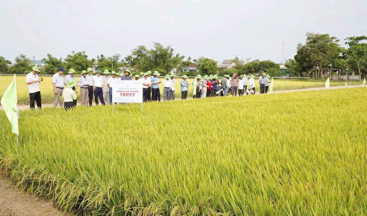 Giống lúa TBR97 sản xuất tại TP Huế sạch sâu bệnh, cho năng suất cao. Ảnh: Văn Dinh. Giống lúa TBR97 sản xuất tại TP Huế sạch sâu bệnh, cho năng suất cao. Ảnh: Văn Dinh.
