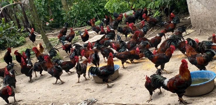 Sau khóa đào tạo nhiều hộ nông dân huyện Mường Ảng tham gia mô hình nuôi gà thương phẩm. Ảnh: Trần Hương. Sau khóa đào tạo nhiều hộ nông dân huyện Mường Ảng tham gia mô hình nuôi gà thương phẩm. Ảnh: Trần Hương.