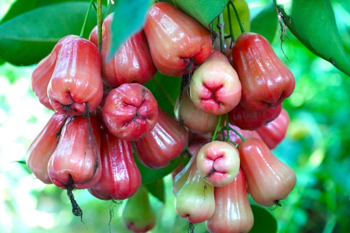 Ngoài giá cả sụt giảm, tình hình sâu bệnh hại trên trái mận cũng gia tăng. Ảnh: Kim Anh. Ngoài giá cả sụt giảm, tình hình sâu bệnh hại trên trái mận cũng gia tăng. Ảnh: Kim Anh.