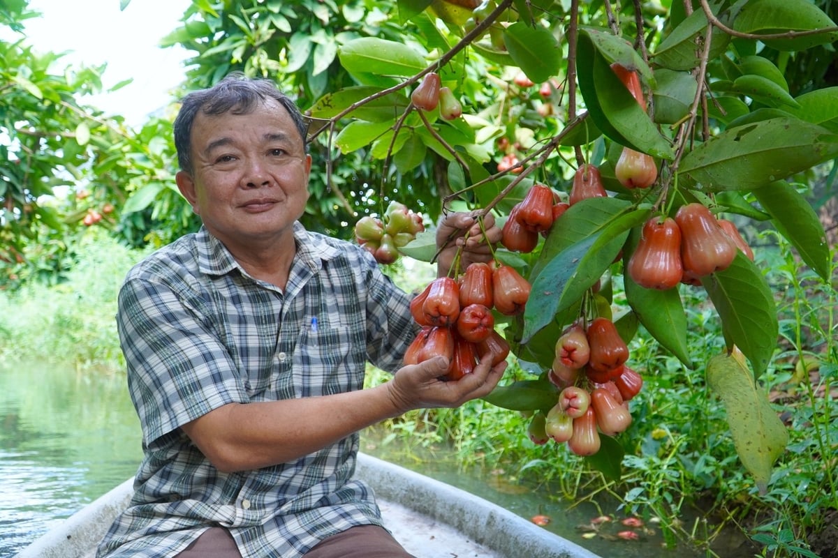 Ông Nguyễn Thanh Hoàng đang cân nhắc việc tận dụng vườn mận để phát triển du lịch sinh thái. Ảnh: Kim Anh. Ông Nguyễn Thanh Hoàng đang cân nhắc việc tận dụng vườn mận để phát triển du lịch sinh thái. Ảnh: Kim Anh.