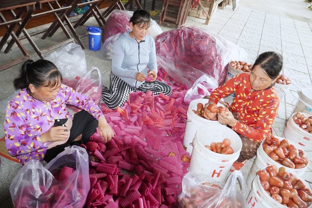 Nhà vườn tuyển chọn trái đẹp, bao gói để cung cấp cho đầu mối tiêu thụ. Ảnh: Kim Anh. Nhà vườn tuyển chọn trái đẹp, bao gói để cung cấp cho đầu mối tiêu thụ. Ảnh: Kim Anh.