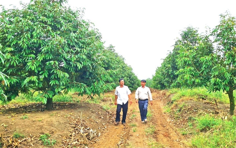 'Vua sầu riêng' Hoàng Văn Trọn (phải) đưa khách đi tham quan vườn sầu riêng của gia đình. Ảnh: Đăng Lâm. 'Vua sầu riêng' Hoàng Văn Trọn (phải) đưa khách đi tham quan vườn sầu riêng của gia đình. Ảnh: Đăng Lâm.